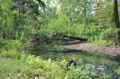 woods