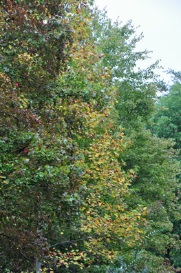 Fall Foliage in Georgia