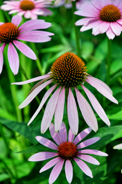 Purple Coneflower