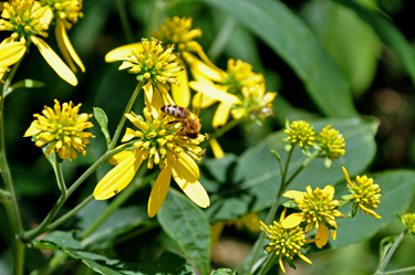 A Bee doing its thing