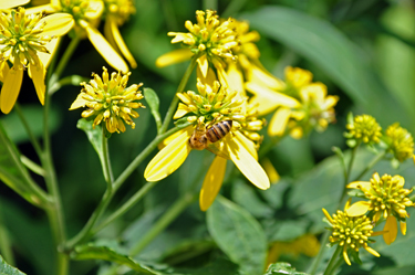 A Bee doing its thing