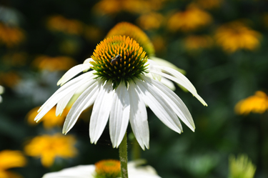 Beautiful flowers in Canal Park