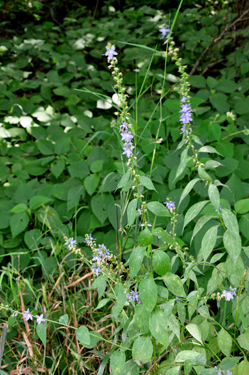 flower - Blazing Star