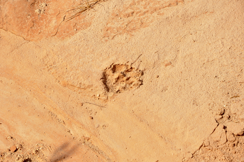 A WILD ANIMAL FOOTPRINT IN THE DIRT