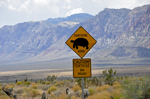 sign: tortoise crossing on the loop road