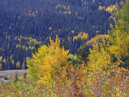 fall foliage at Rocky Mountain National Park