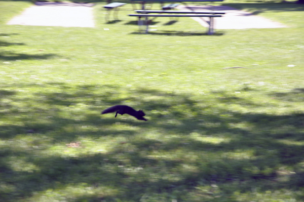 Black Squirrels