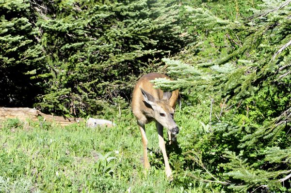 deer eating