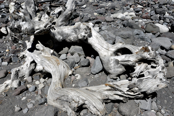 wood debris on Carter Falls trail