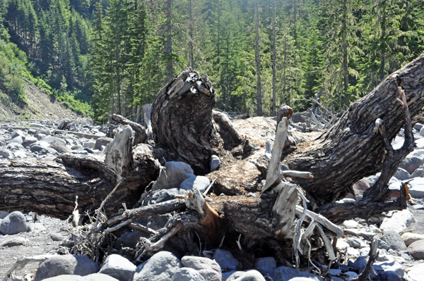 wood debris on Carter Falls trail