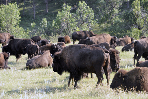 herd of buffalo - bison