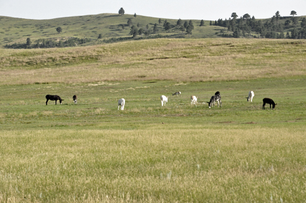 wild donkeys