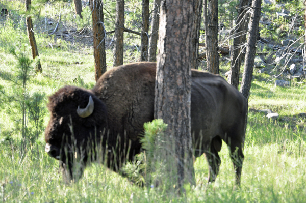 a lone buffalo