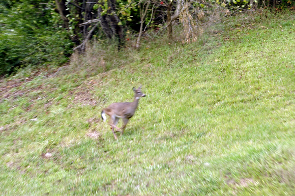 a deer almost crossed the highway