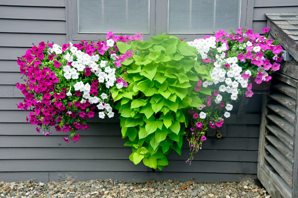 flowers next door to Ox Yoke Inn