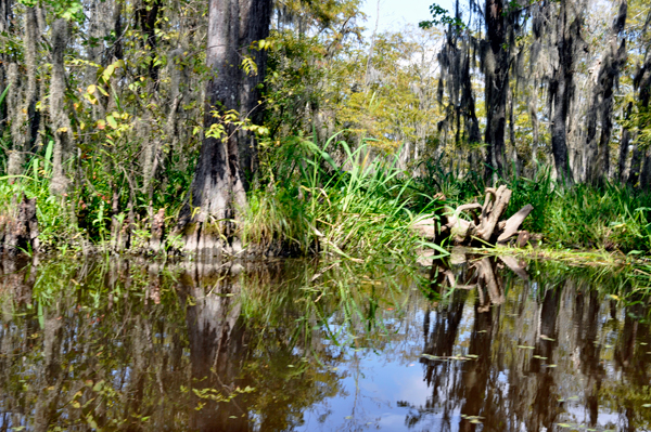 swamp