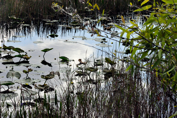 Loxahatchee scenery