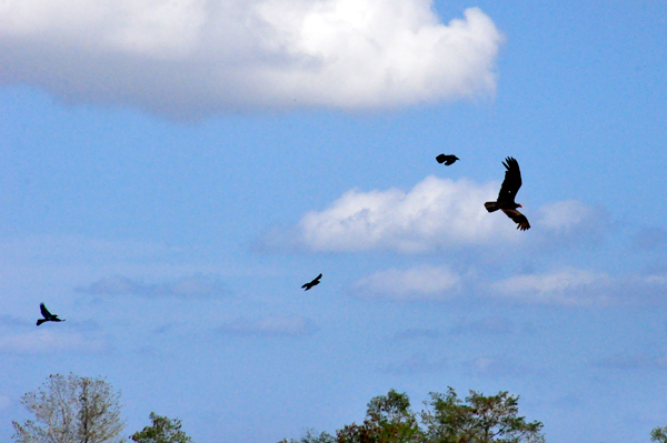 little birds chasing a big bird