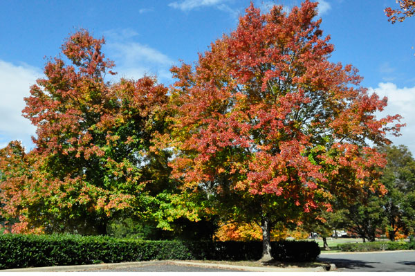 fall foliage in SC 2018