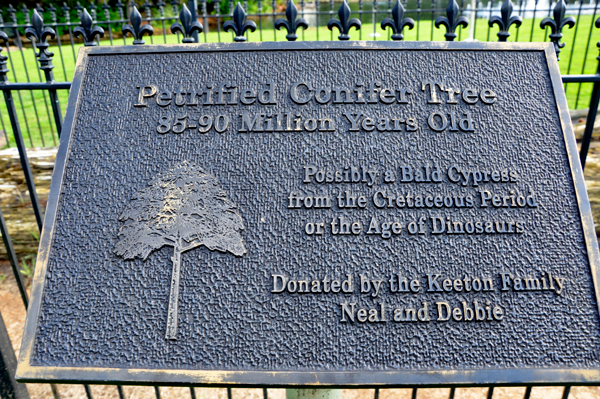 Petrified  conifer Tree 85-90 million years old