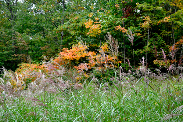Autumn Colors