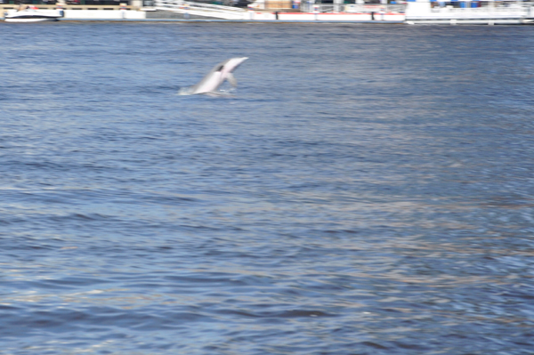 dolphin jumping