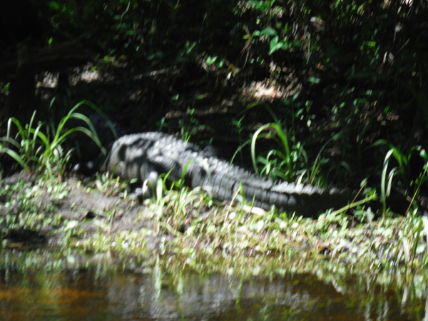 alligator #3