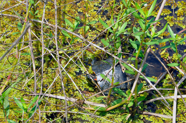 alligator snapping turtle
