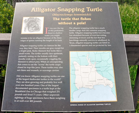 turtle sign