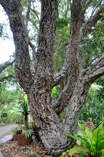 cork oak tree