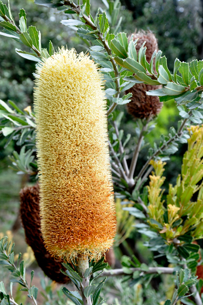 yellow turning brown