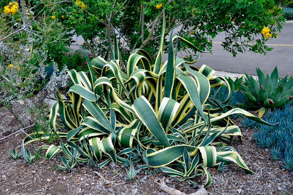 ribbon plant