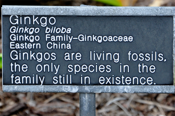 Ginkgo sign