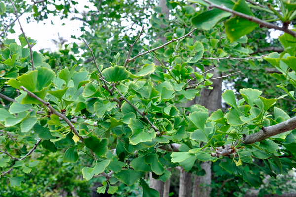 Ginkgo