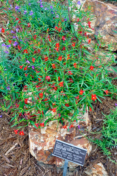 Red Monkeyflower 