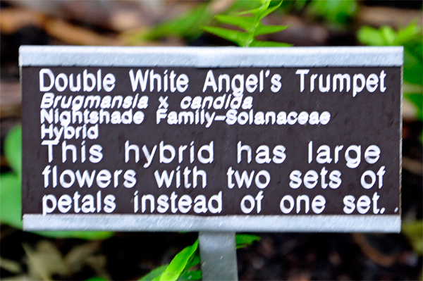 Angel's Trumpet sign