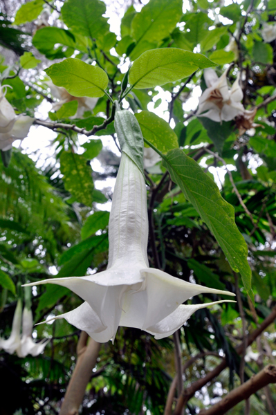 Angel's Trumpet