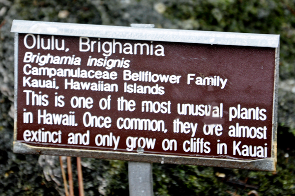 Olulu Brighamia sign
