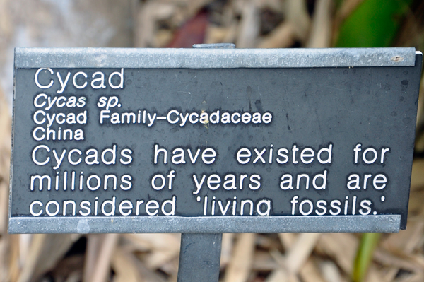 Cyad sign