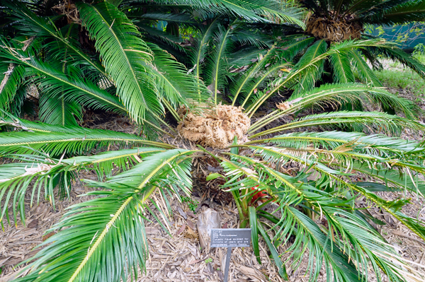 Cycad
