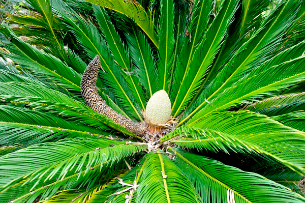 Cycad