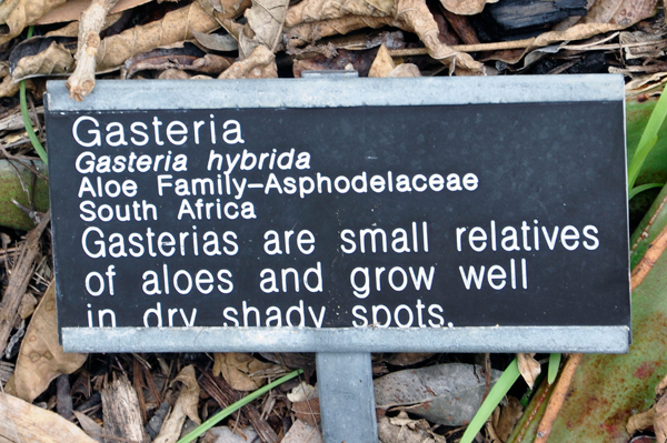 gasteria sign