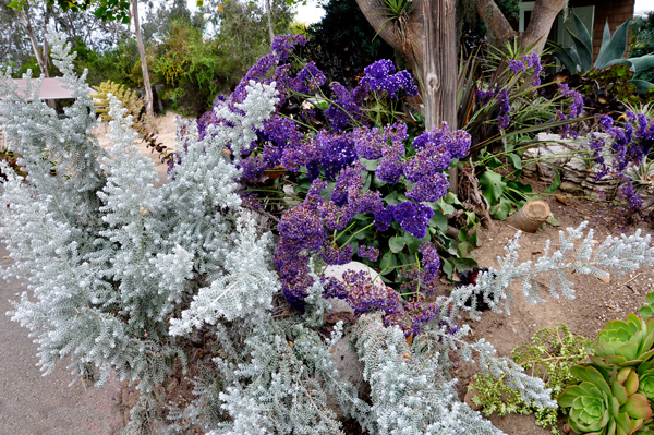 Pearl bluebush and other flowers