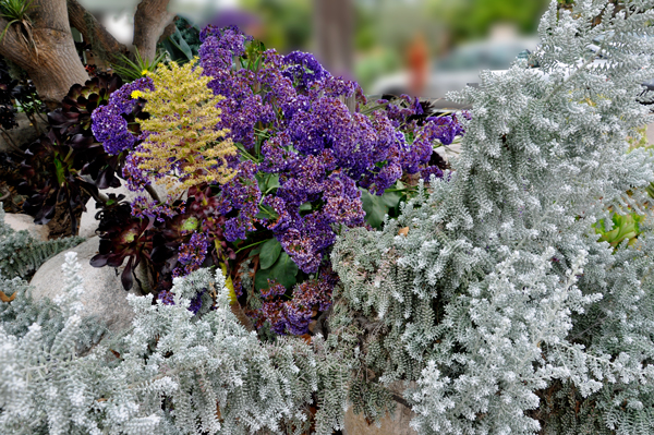 Pearl bluebush and other flowers