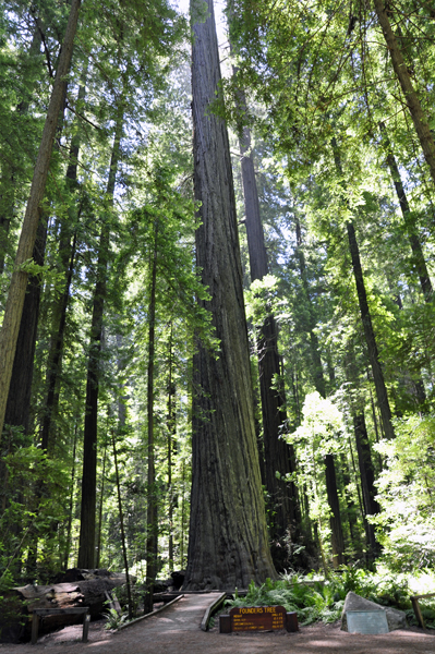 Founders Tree