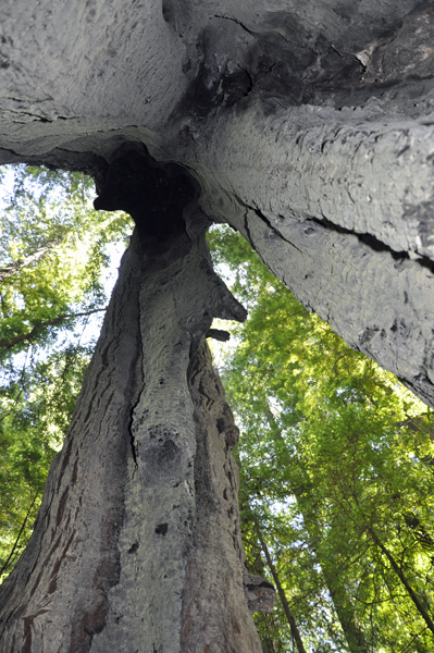 Looking up into the tree