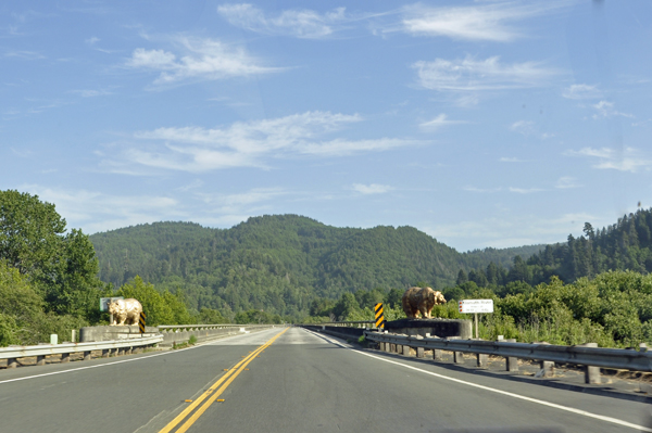 bridge and golden bears
