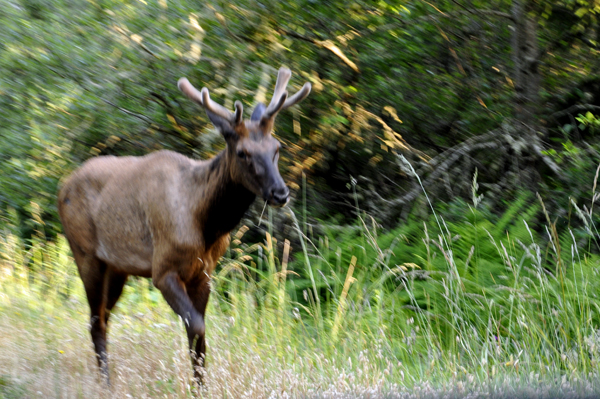 elk