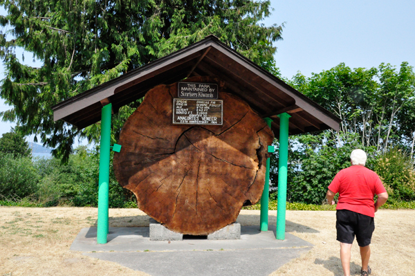 stump of a big Douglas Fir