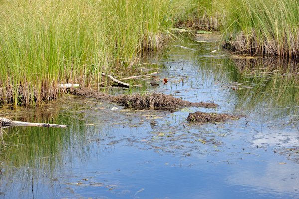 bird in the wetlands